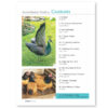 Australasian Poultry - Vol 33 No 2 Jun/Jul 2022 - Image 2